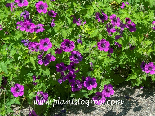 Geranium Dragon Heart
(June 16)